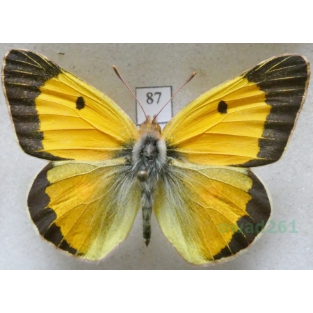 Colias croceus (Geoffroy, 1785) male Szlaczkoń sylwetnik Czech87